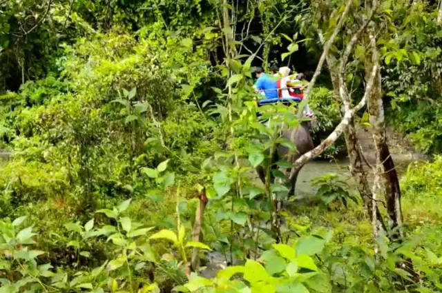 উত্তরবঙ্গের দর্শনীয় স্থান, জলদাপাড়া ন্যাশনাল পার্ক